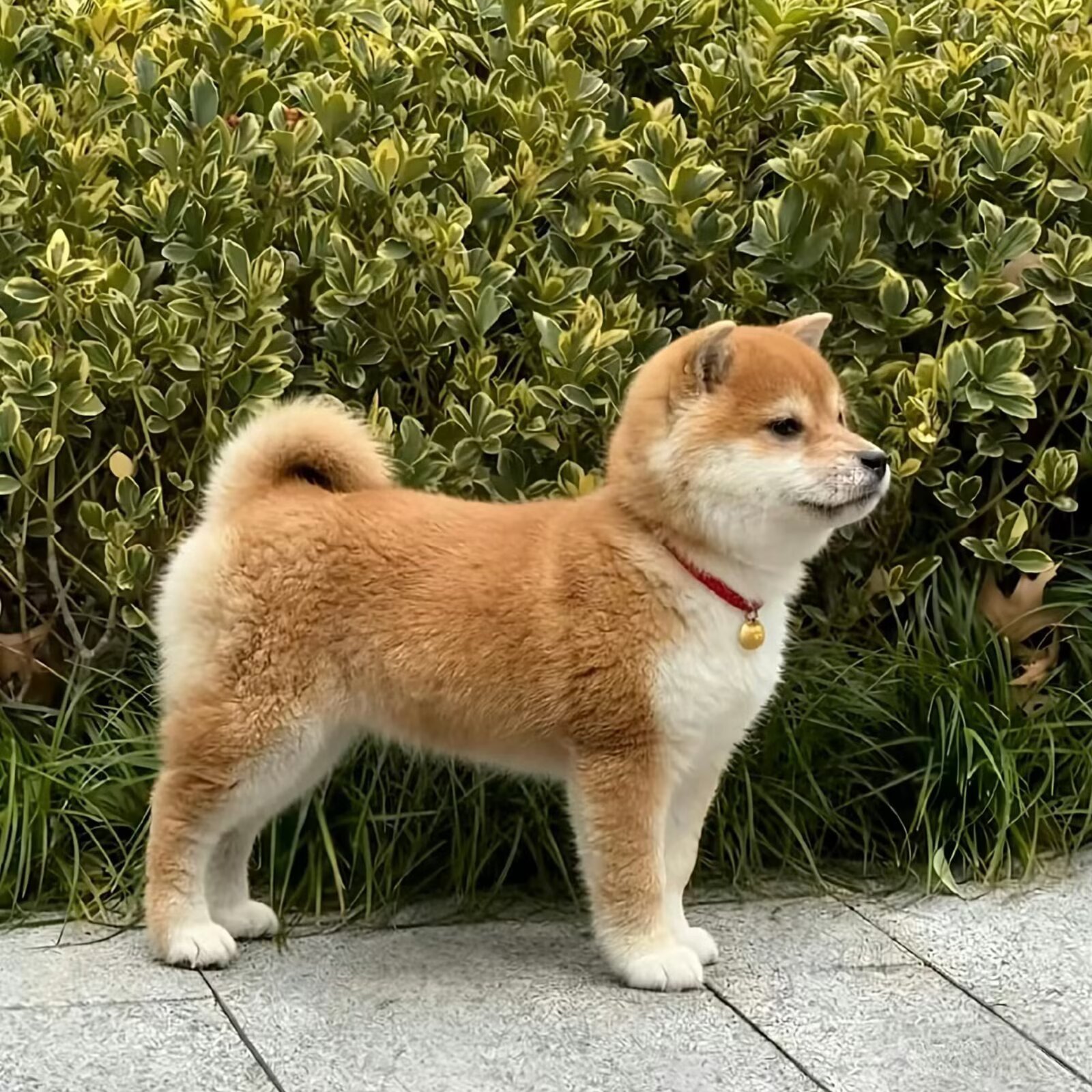 好标准的小猫和小狗 