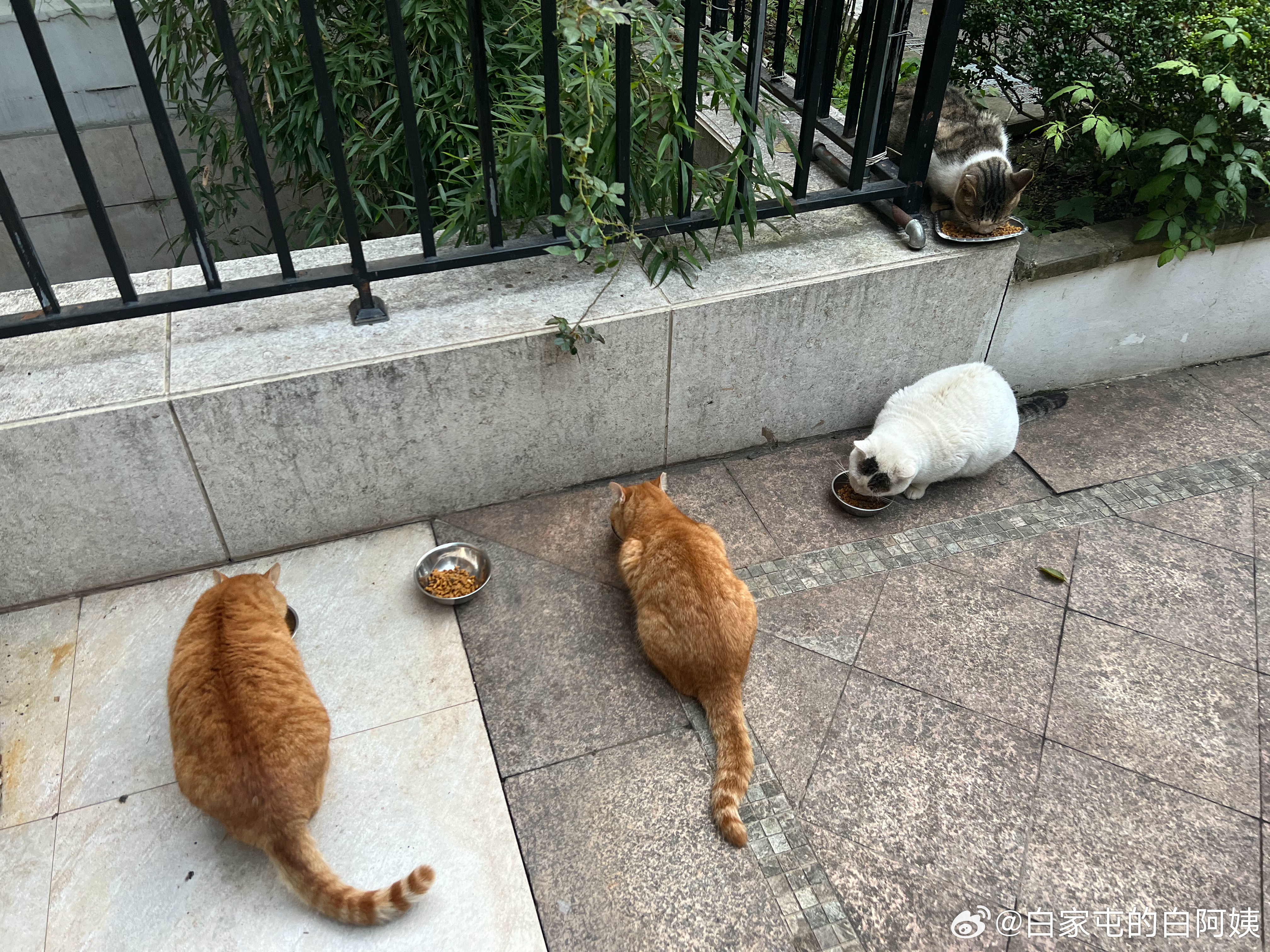 早早早！今天等饭的猫不多，就这四位，主要是给他们gege看看，猫粮照样吃的好好的