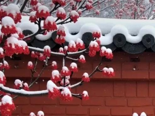 雪落成诗，邂逅冬日浪漫

在诗词的世界里，雪是文人墨客笔下永恒的精灵，每一片雪花