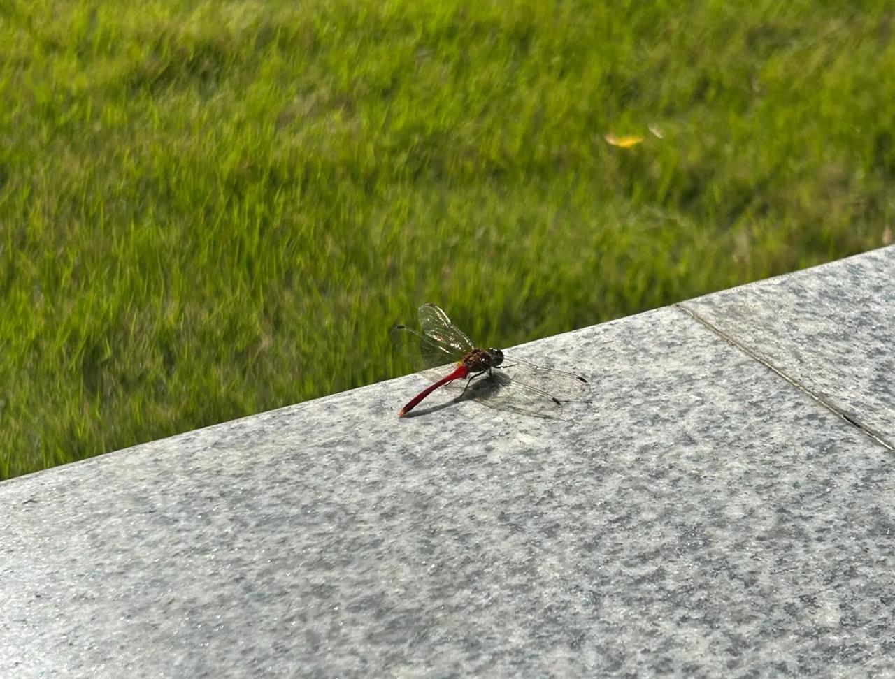 老公的外婆去世，我应该一起去吊丧吗
正常来说，老公的外婆去世，我应该要去的，但是