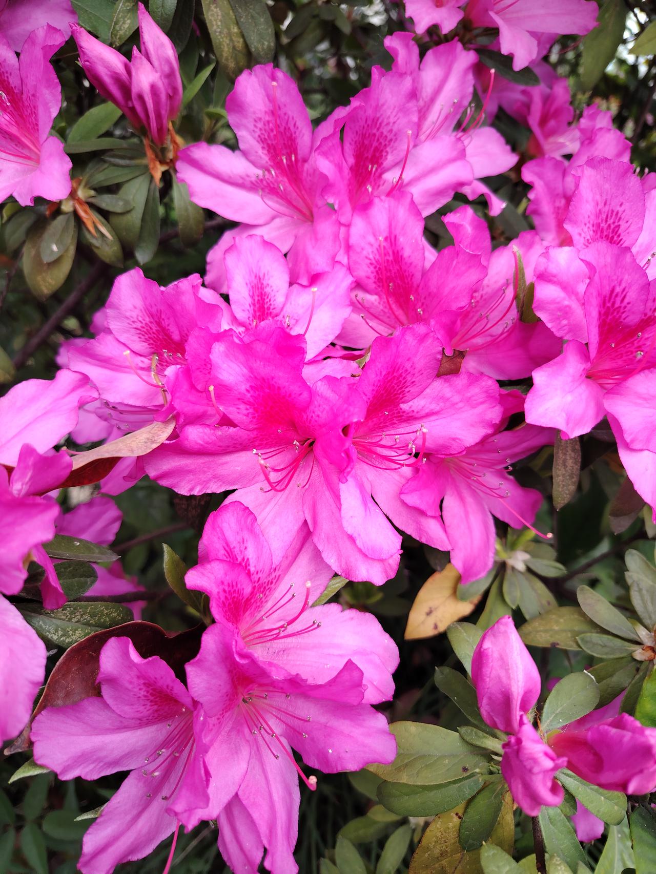 春天盛开的花儿就是美丽！