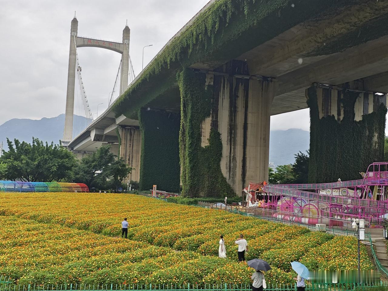 福州这两天偶尔阵雨，经过鼓山大桥下大片硫华菊吸引了眼球，金黄、暖橙花株连绵铺展；