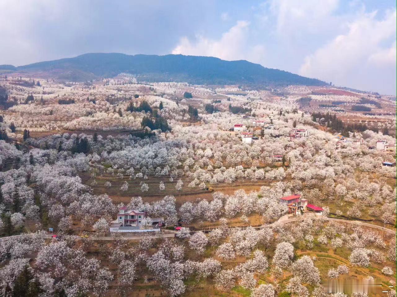 香约云南住在梨香花海里住在梨香花海，梦回云南春天。晨雾里，梨花绽放，木楼掩映，风