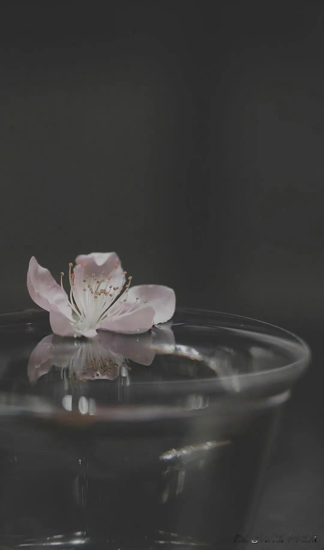清明，返程
一路花开一路泪滴
​读你于春三月的青草菲菲
红粉桃花的灼灼
读你的失