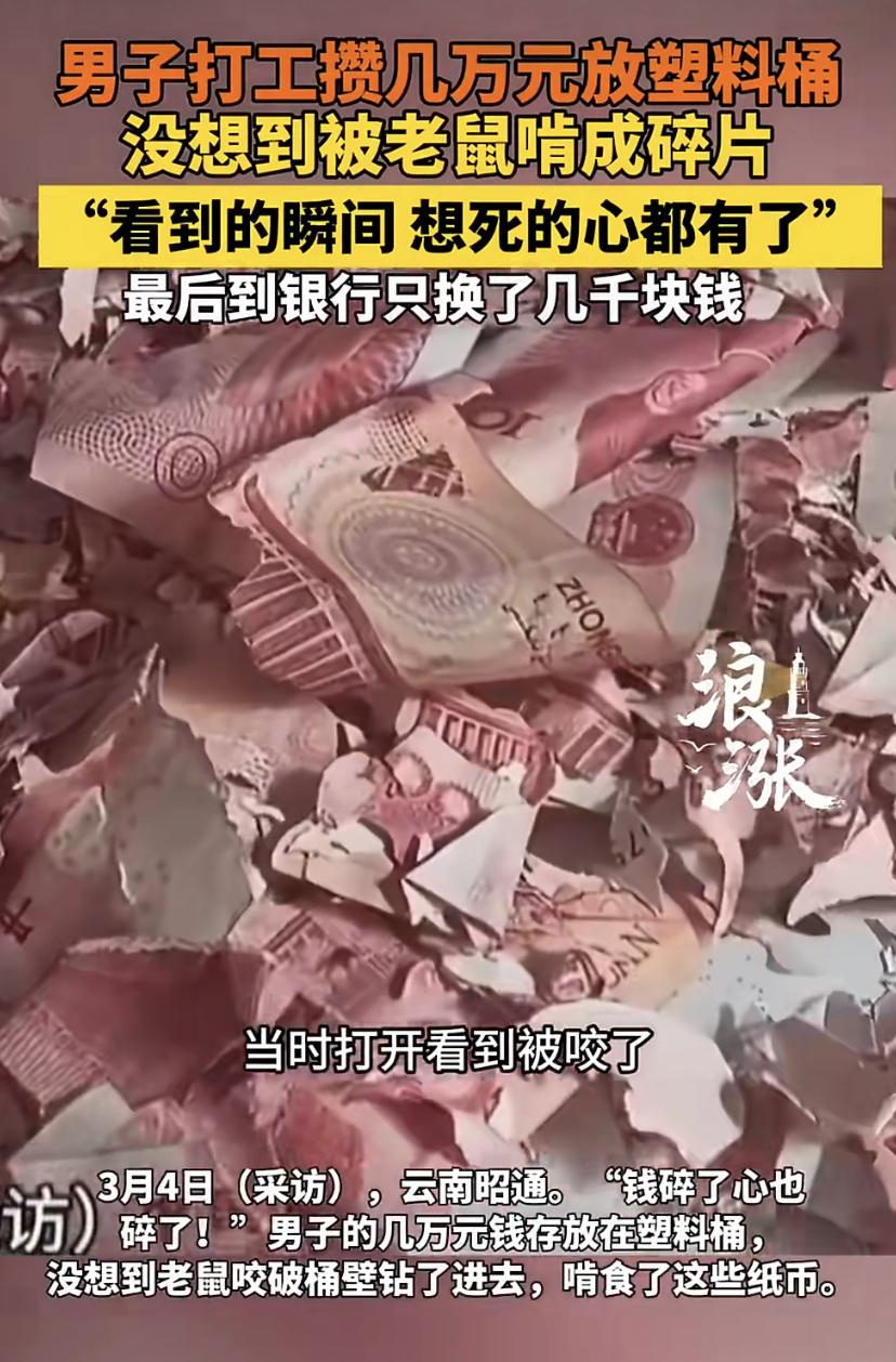 云南昭通的老张这几天欲哭无泪，自己辛苦打工攒的几万块钱，放在塑料桶里竟然被老鼠啃
