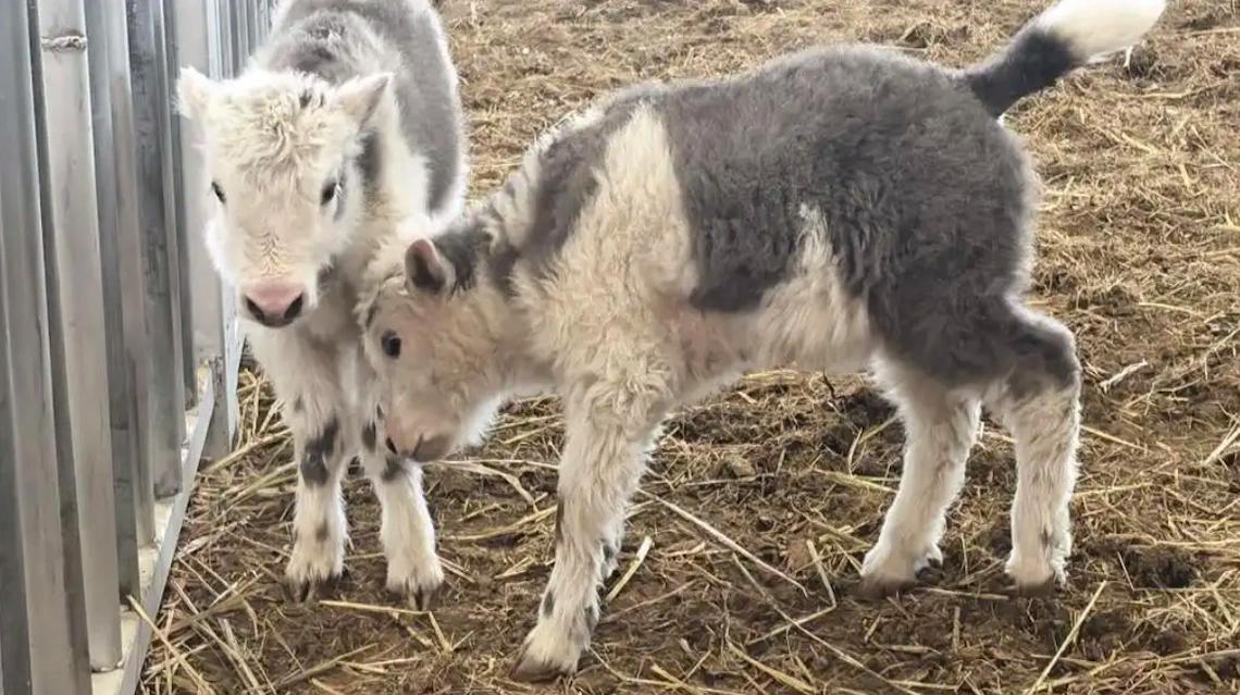 大消息！10头“复制版”克隆牦牛全部顺产，牧民的好日子要来了？



克隆技术这