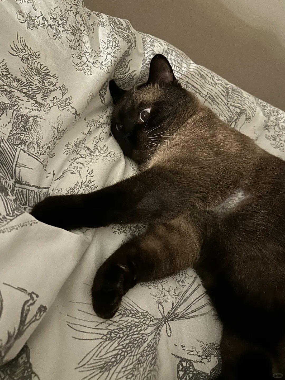 天冷了床上会长小猫🐈‍