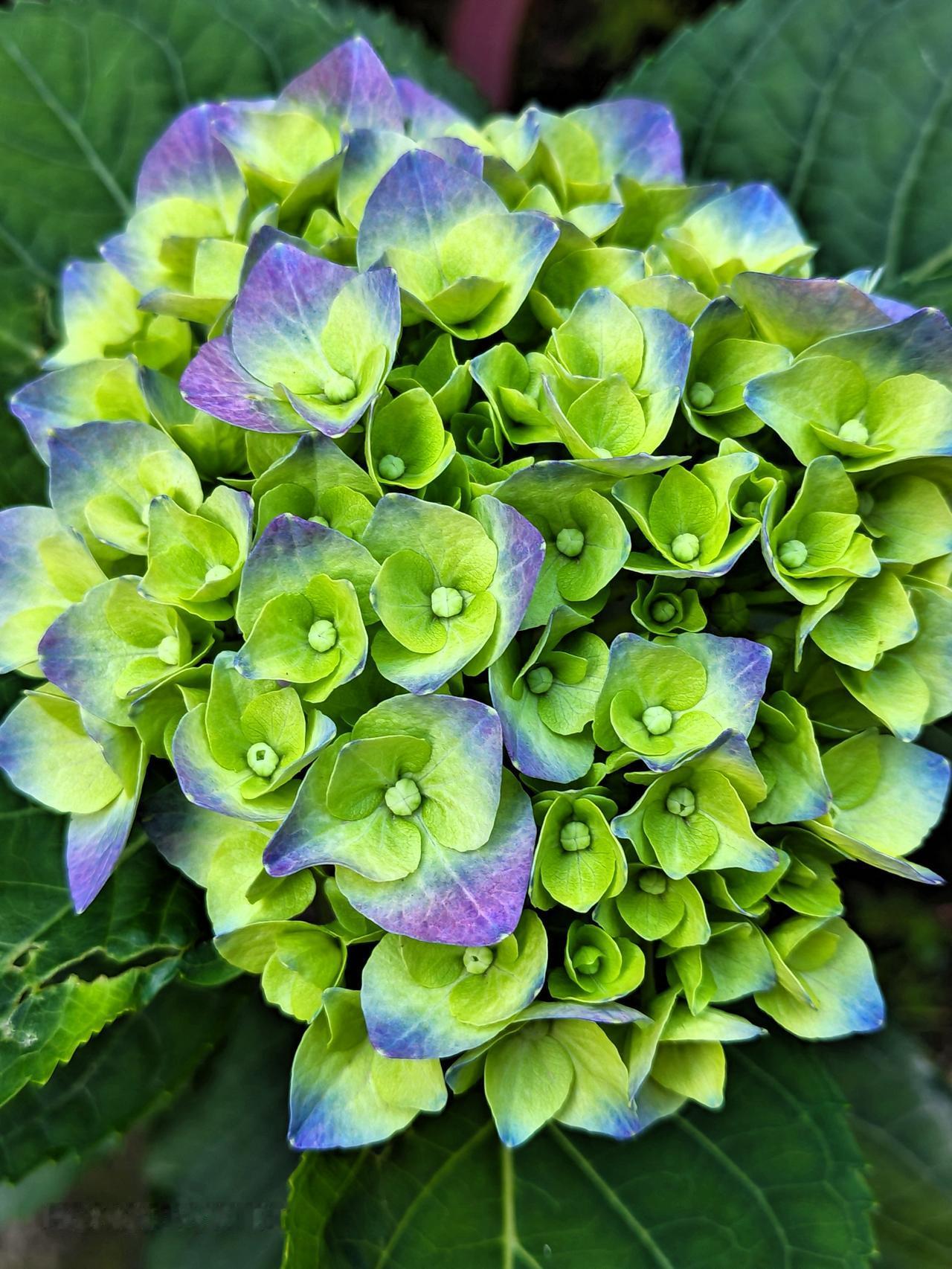 我的绣球花又开了，漂亮。