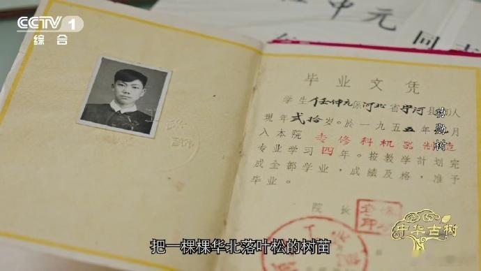 140岁落叶松救活一片荒漠 140岁落叶松是荒漠的希望！塞罕坝不硬引外来种，遵循