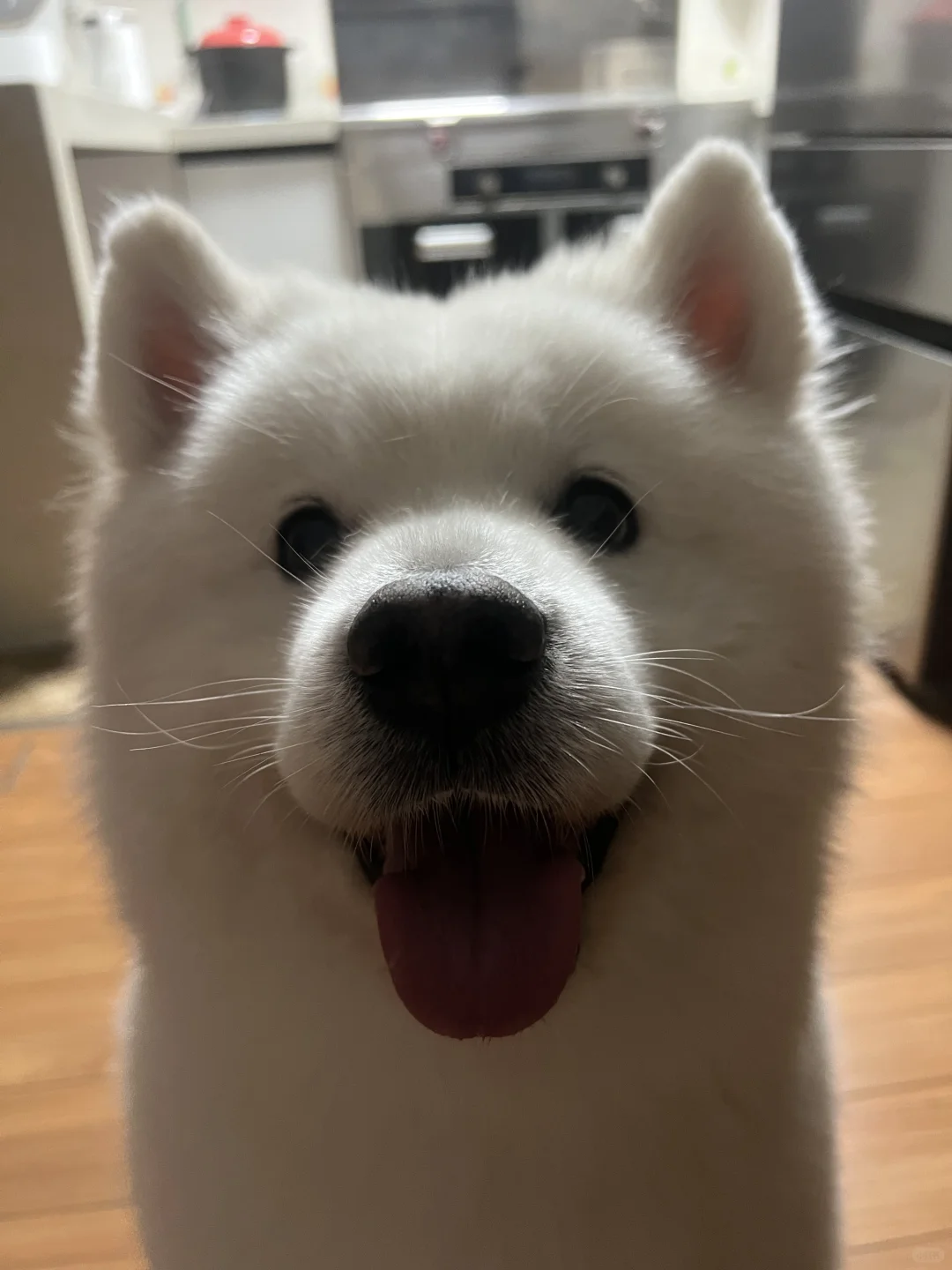 只剩下可爱