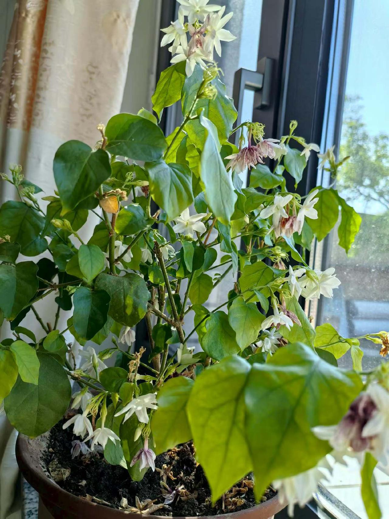 窗台上的绿植，阳光洒满的美好时光。🌱🌞