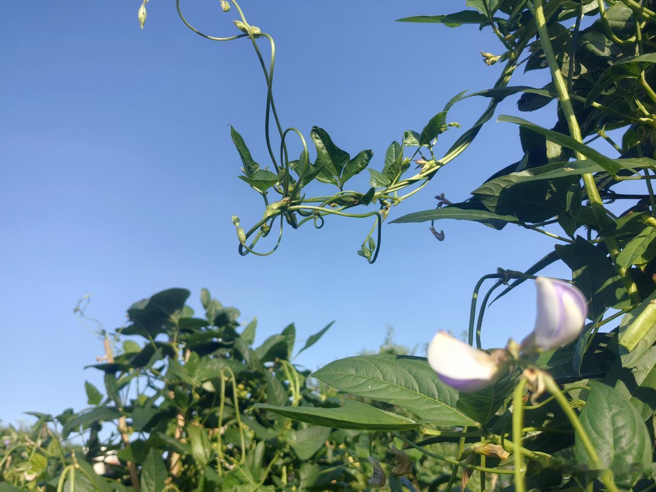 蓝天白云下的绿色植物，生机勃勃的自然之美。