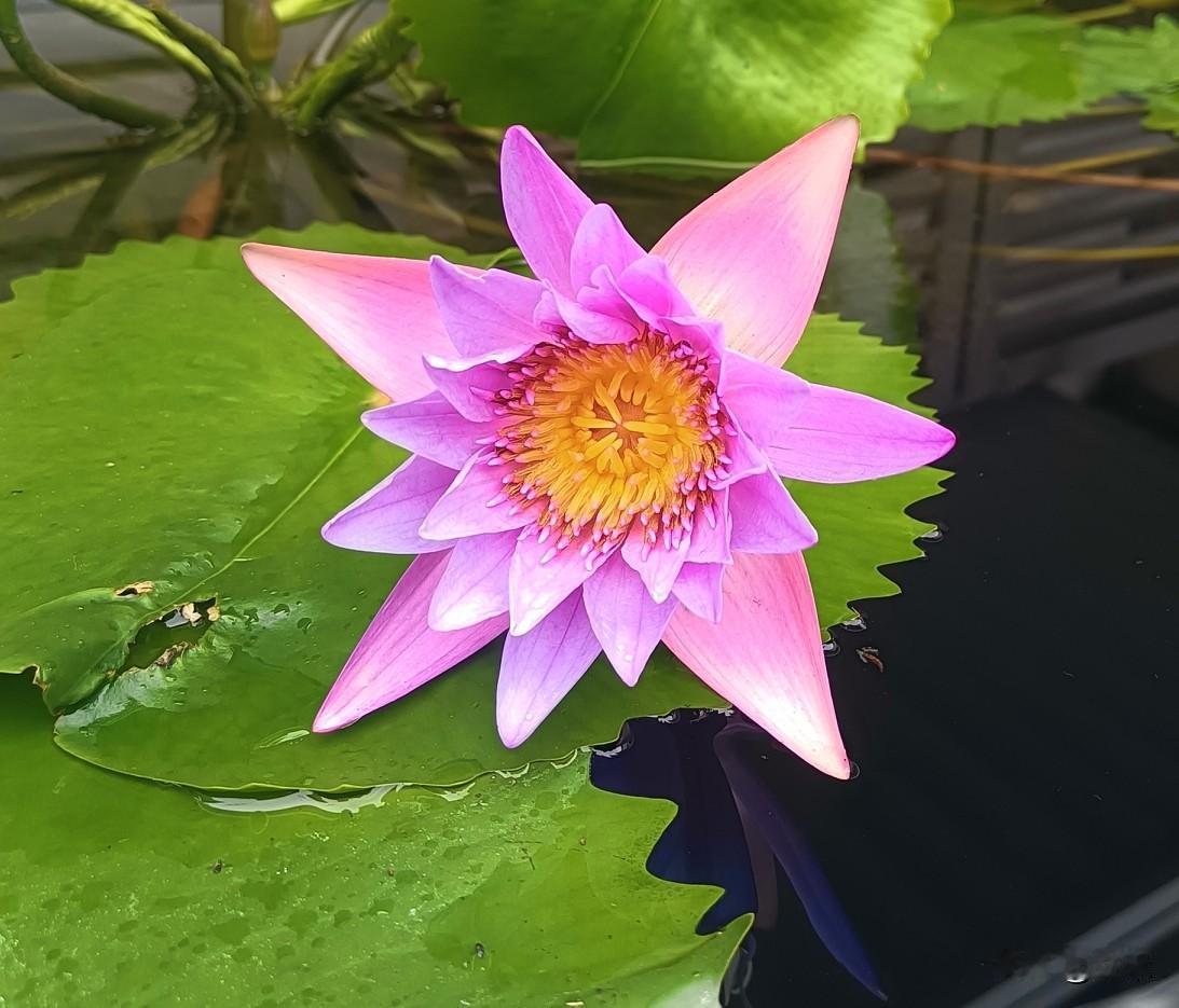 睡莲的照片是在上海拍到的，这朵儿粉紫色的睡莲不是在池塘里，是长在一个超级大的缸里