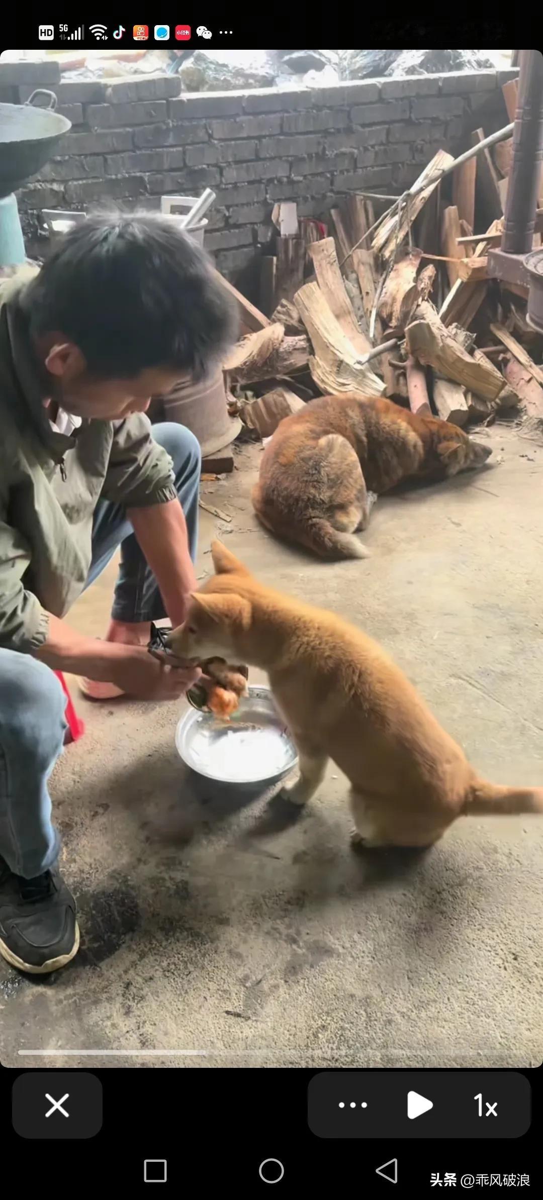 主人在门口坐着吃饭，小狗叼来狗盆子向主人讨吃的，主人把仅剩的半碗饭和菜都倒给了它