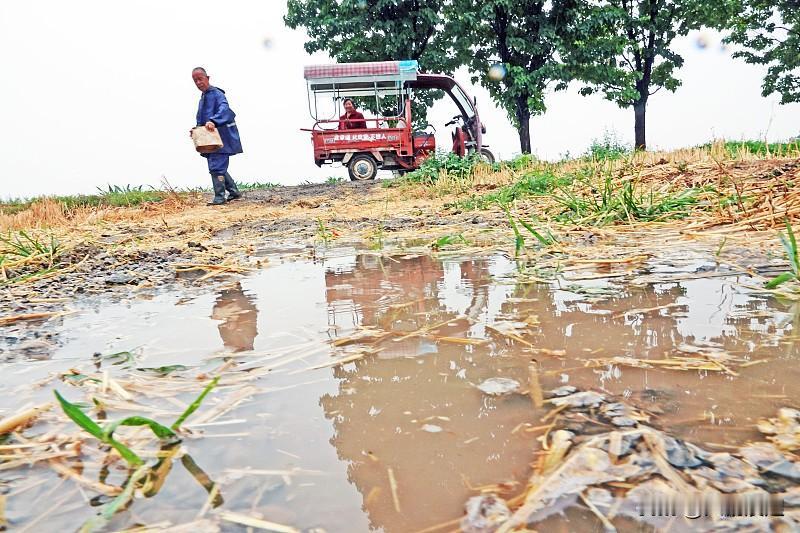 烟台这次连下快30小时的大暴雨，不少低洼地块直接积了齐脚踝的水，周围好几个种了二