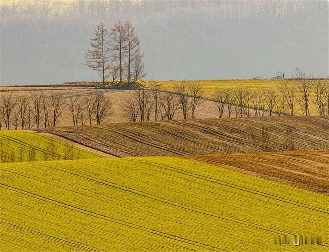 这田野像不像欧洲？为我的真诚创作点赞！ 👍❤️🔥你也快来发布一条吧！带