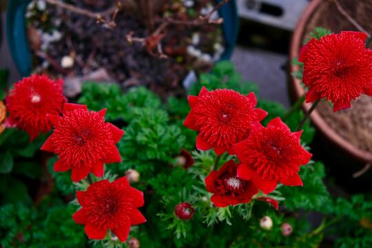 重瓣银莲花