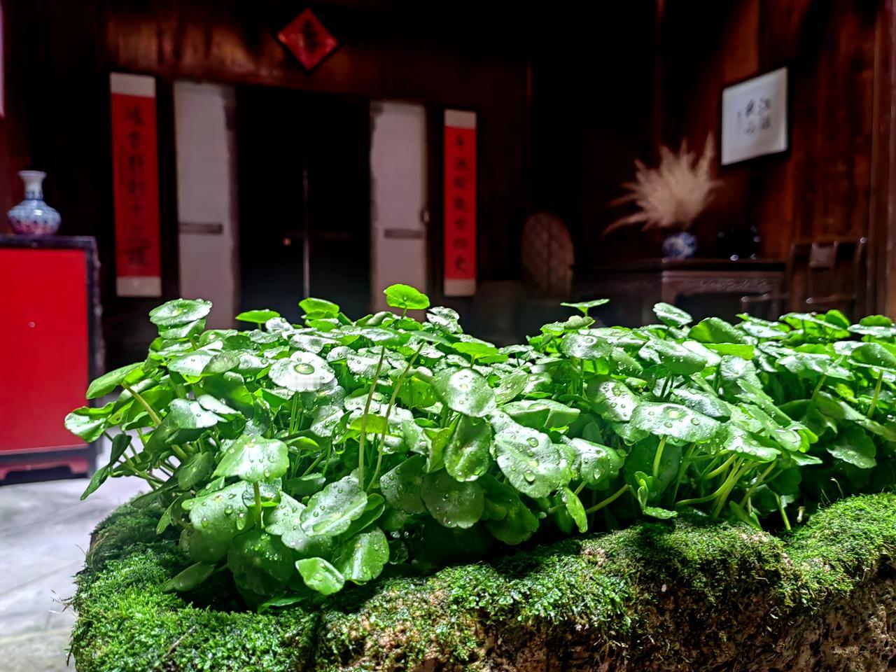 天井下的铜钱草…
雅致盆景