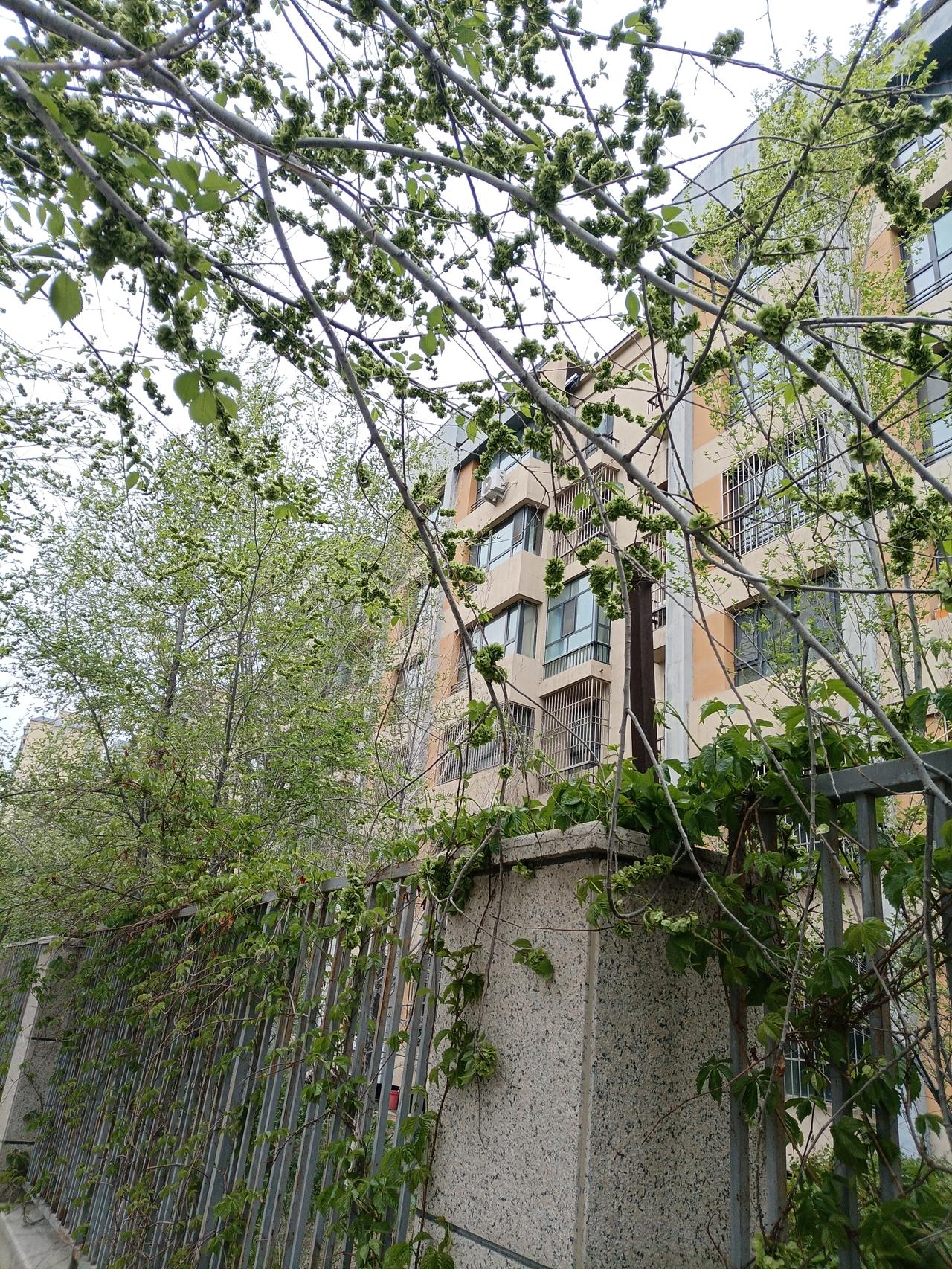 今天上午路过森林公园南苑巷时，我发现公路两边绿化带种植的嫁接的榆树，有很多枝条都