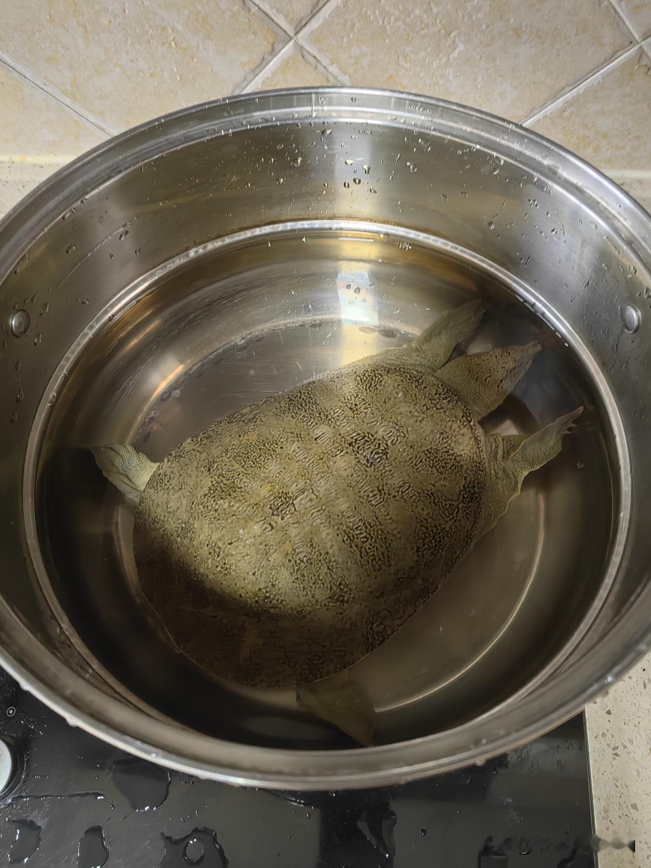 杀了这只甲鱼，我后悔不迭！以后吃甲鱼一定要判定性别，春夏时节不要吃甲鱼！

甲鱼