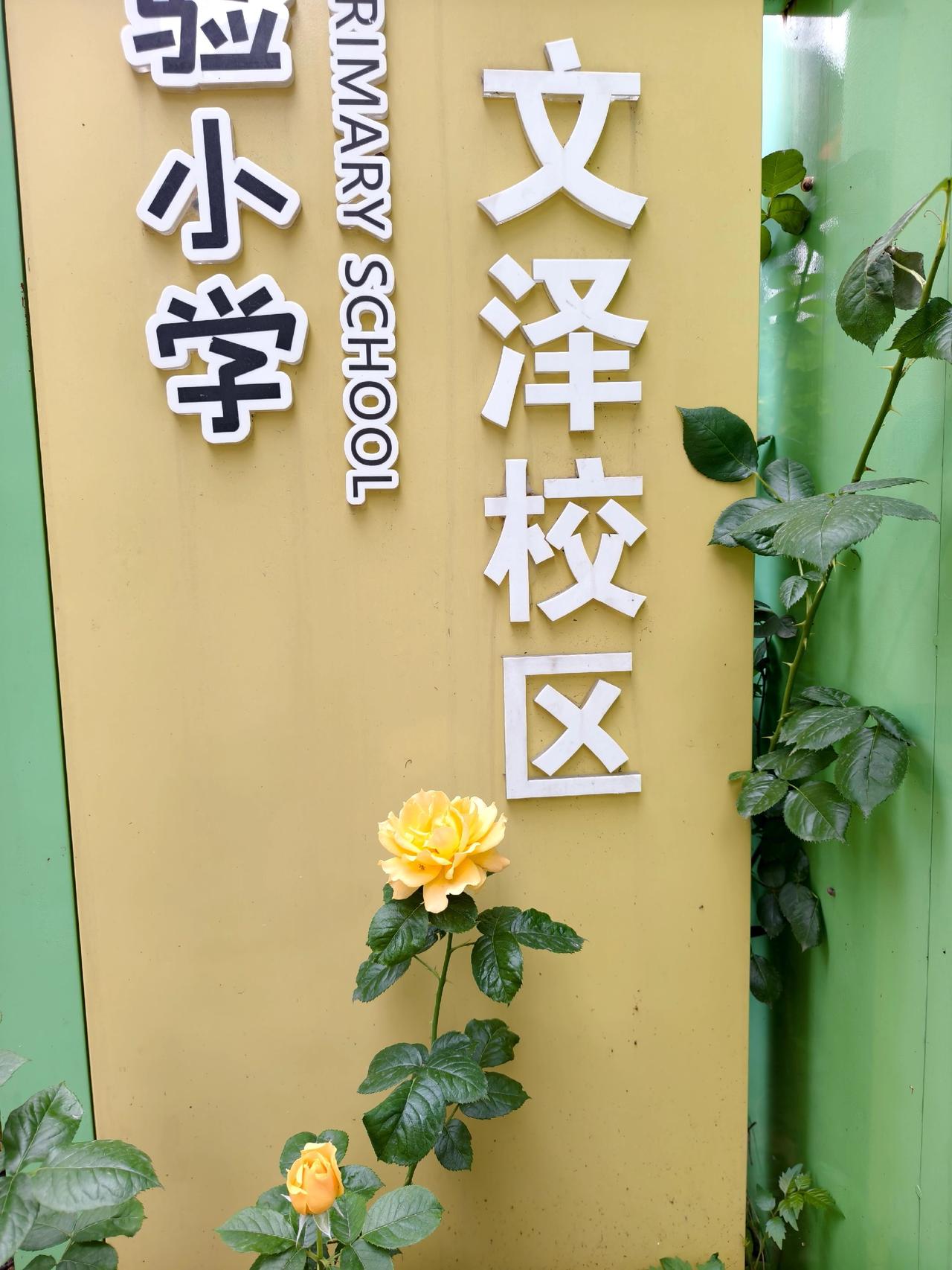 校区月季花