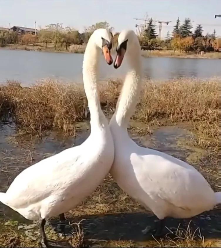 湖边秀恩爱👩‍❤️‍💋‍👨，萌哒哒！