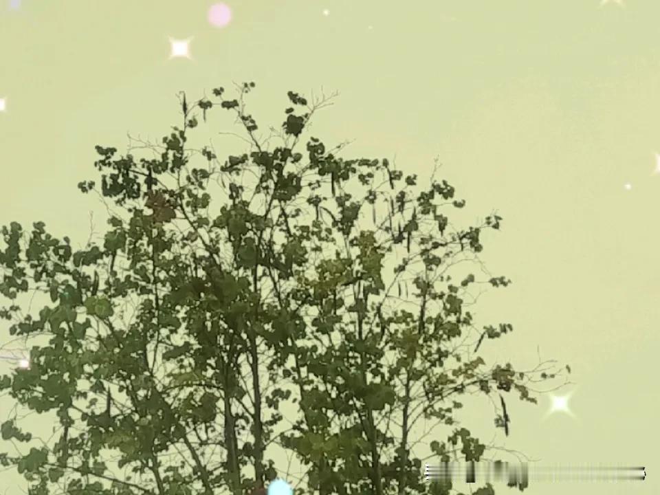 晒图笔记大赛风雨中的树与天空，雨让热烈的高温降温了，终于可以清凉一下了！就是出行