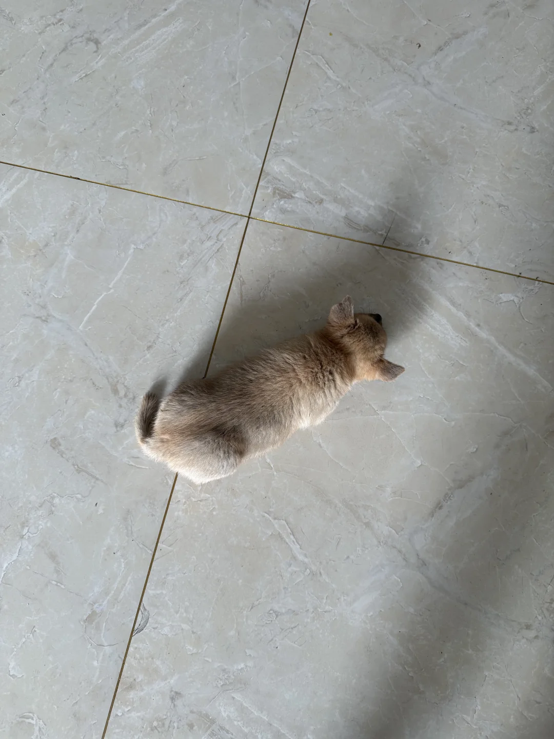 滚来滚去的小土豆 柴犬入手 捡狗日记 记录吧就现在