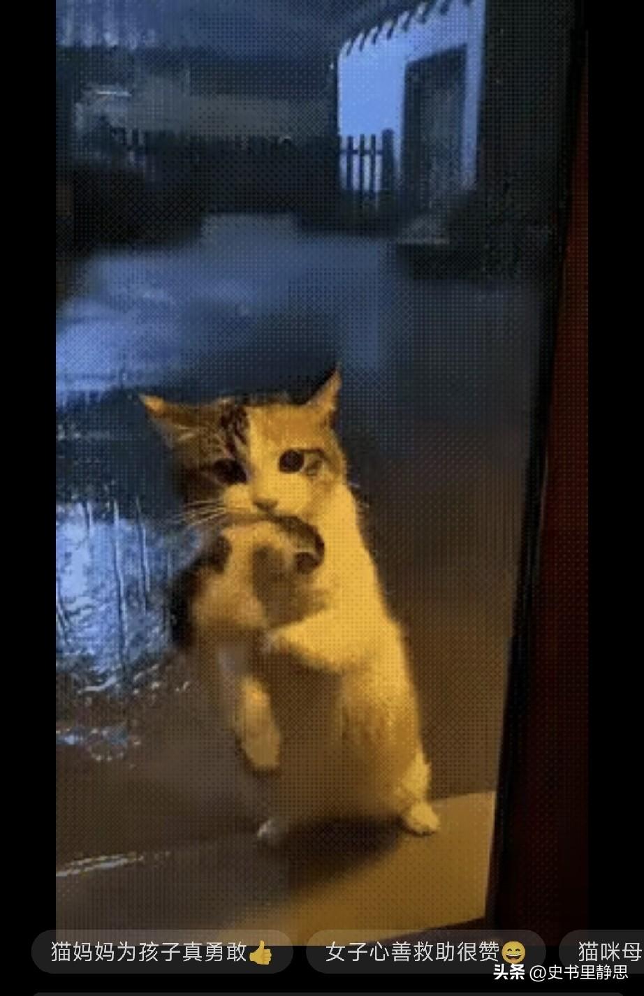 外面大雨倾盆，一女子发现有只流浪猫妈妈叼着小猫在门外，它隔着玻璃门，看着门里的女