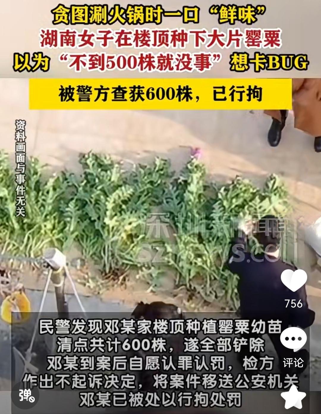 湖南的邓女士姐姐，在自己家楼顶公开种罂粟！还以为不到500株就没事，可是怎么警察
