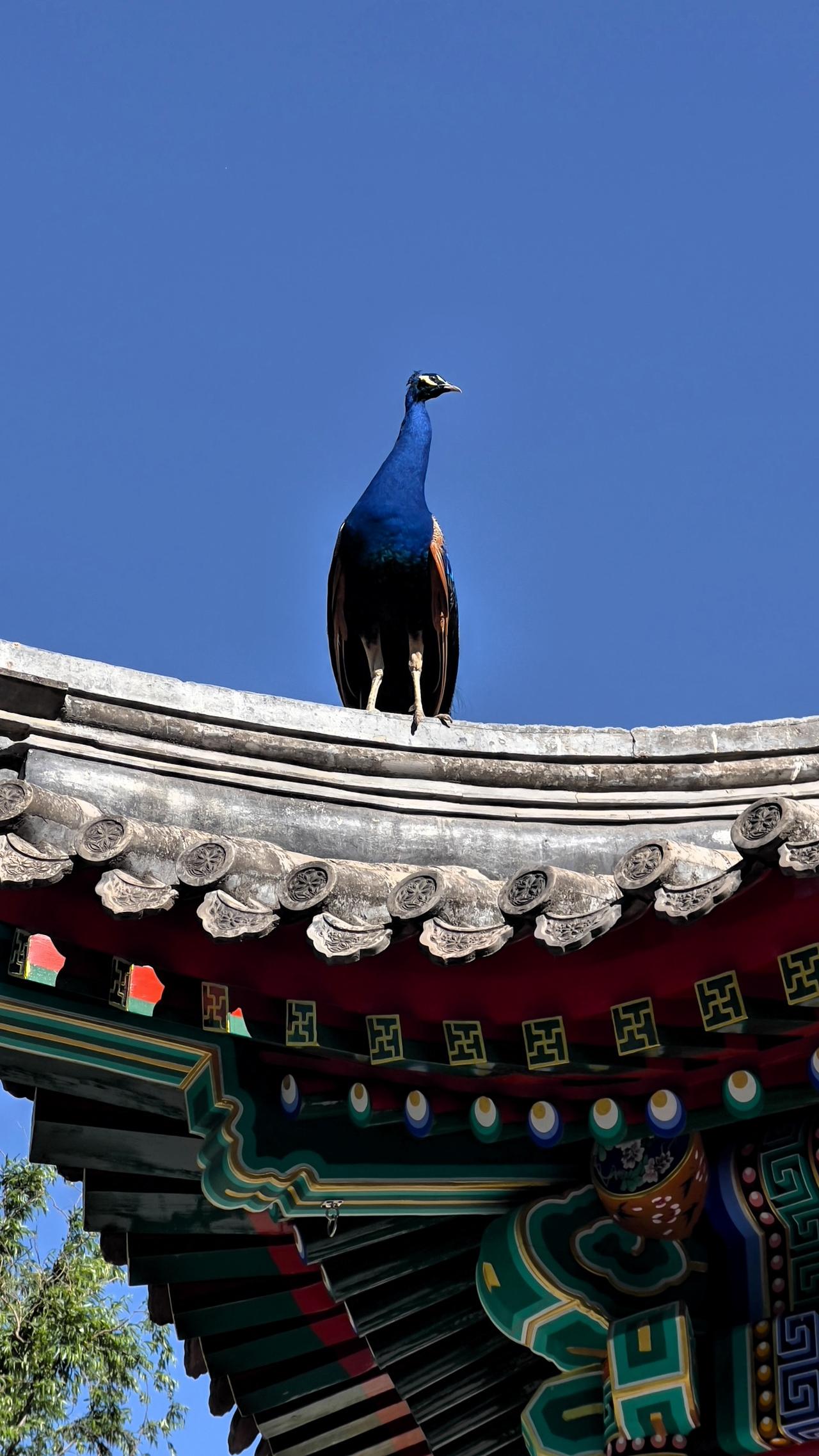 分享一下你随手拍下的照片南海子公园里的孔雀🦚飞到了亭子上面，傲视群雄，供游客观
