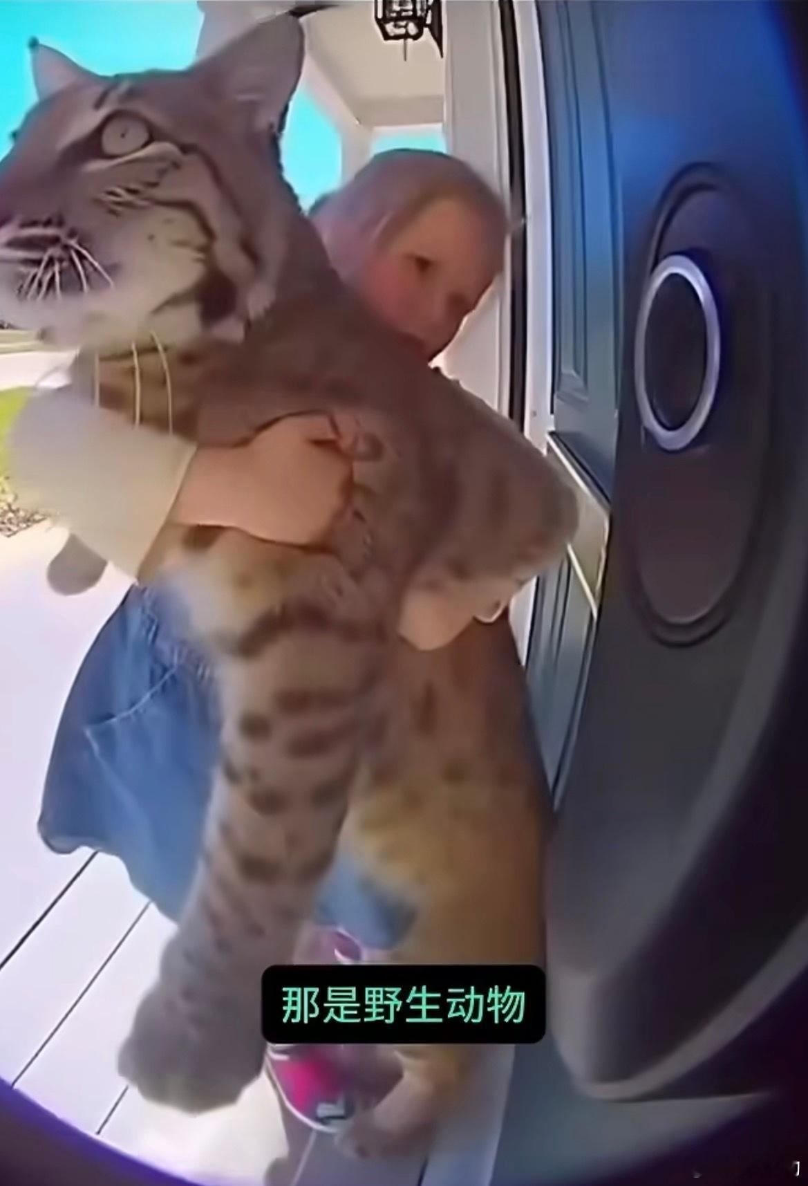 美国小女孩外出玩耍直接带回一只猞猁应该是AI吧，猞猁可是猛兽，攻击性非常强的，它