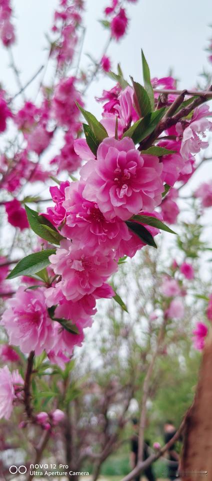 春日生活打卡季