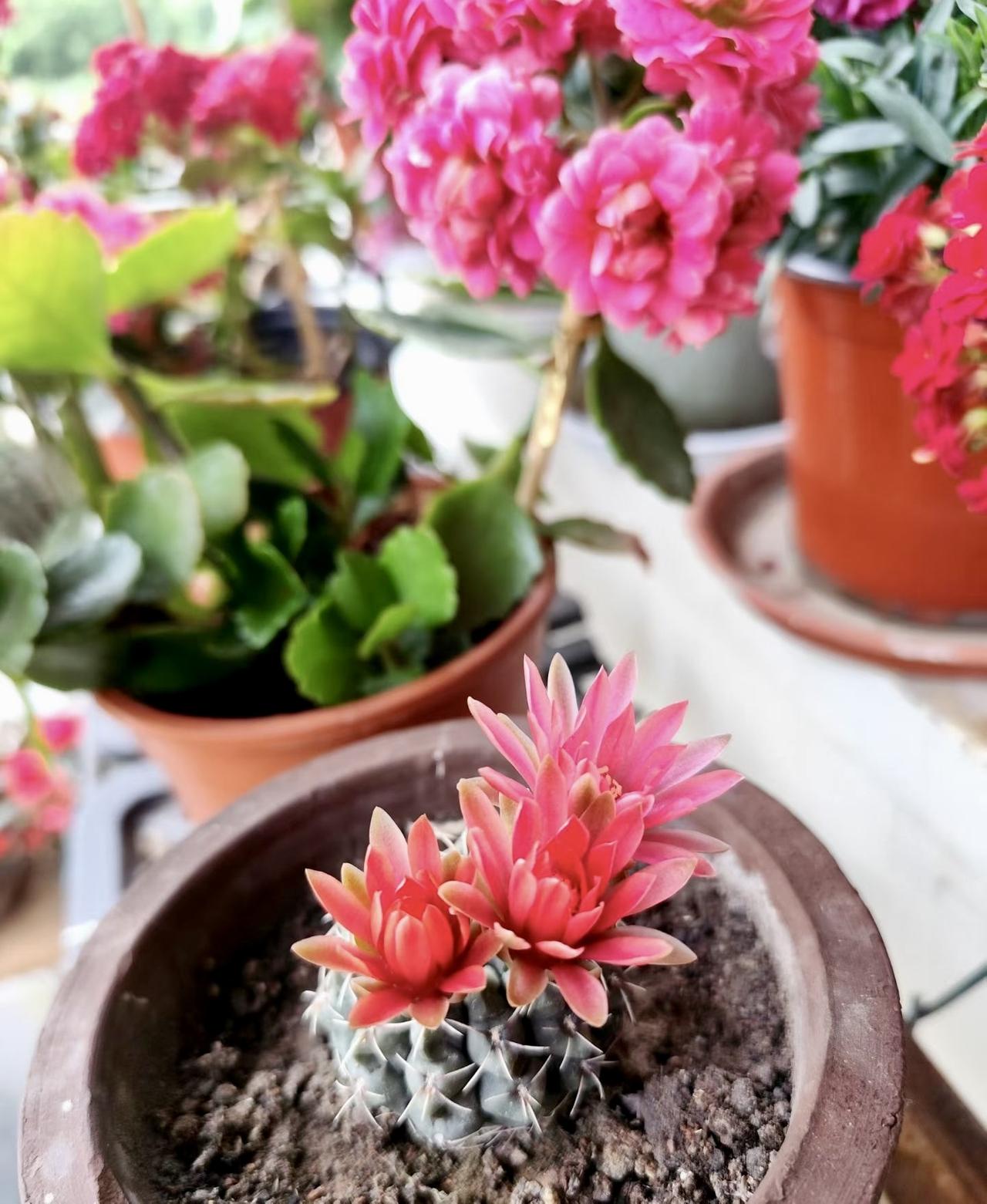 《菲花玉》养了几年，今年头一次开花。