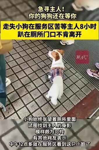 国庆中秋长假，小狗在高速服务区，趴在厕所门口，苦等主人8小时啦！这画面，简直让人
