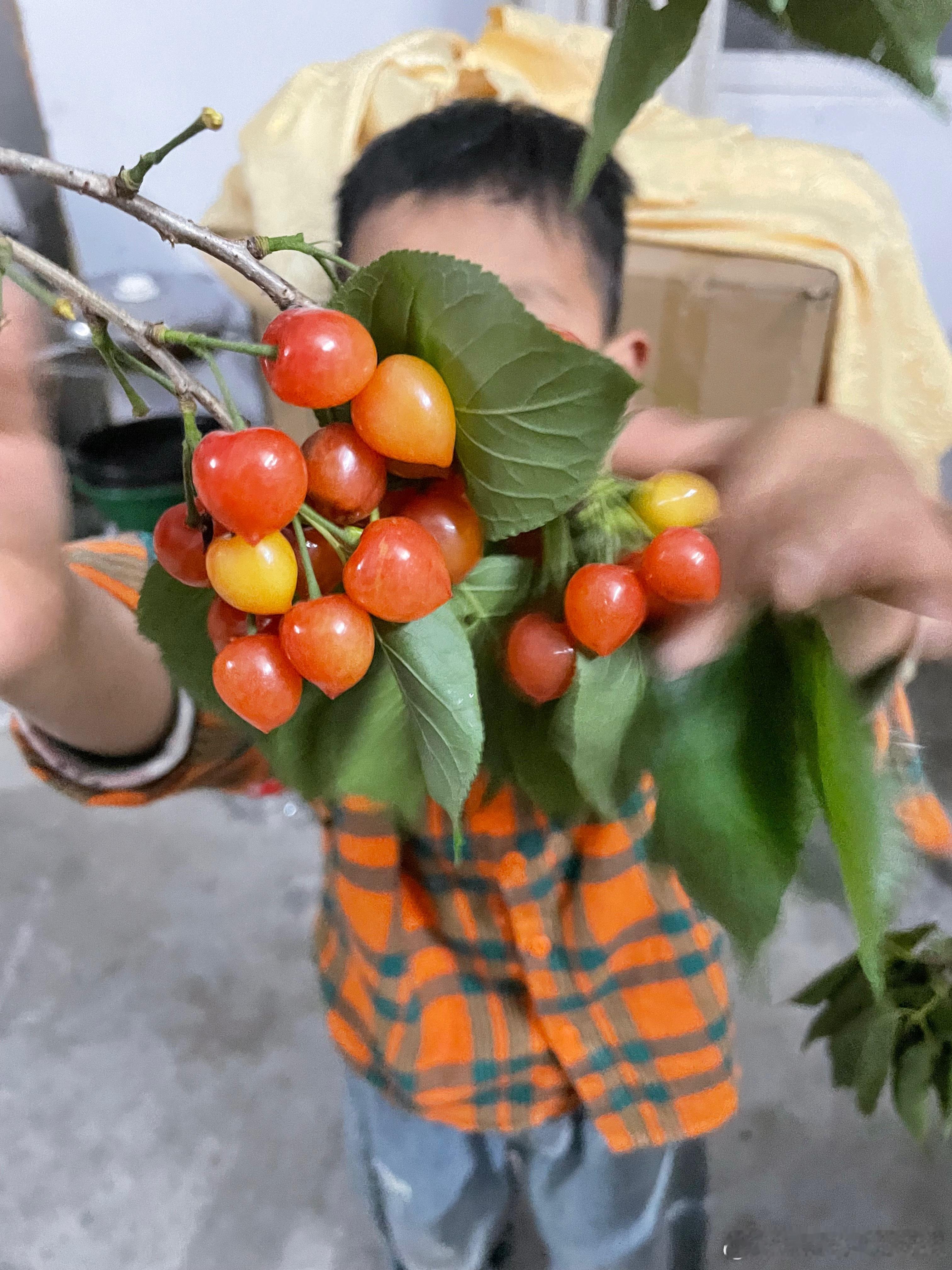 麦兜兜响当当 现摘的，够新鲜吧 