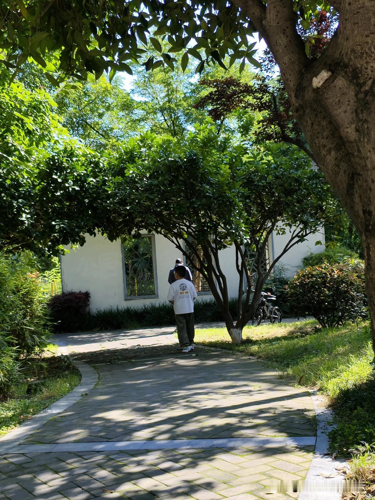 安康兴安公园，几个小孩偷柚子。公园里的花不能摘，公园里的柚子能不能摘？

今天高