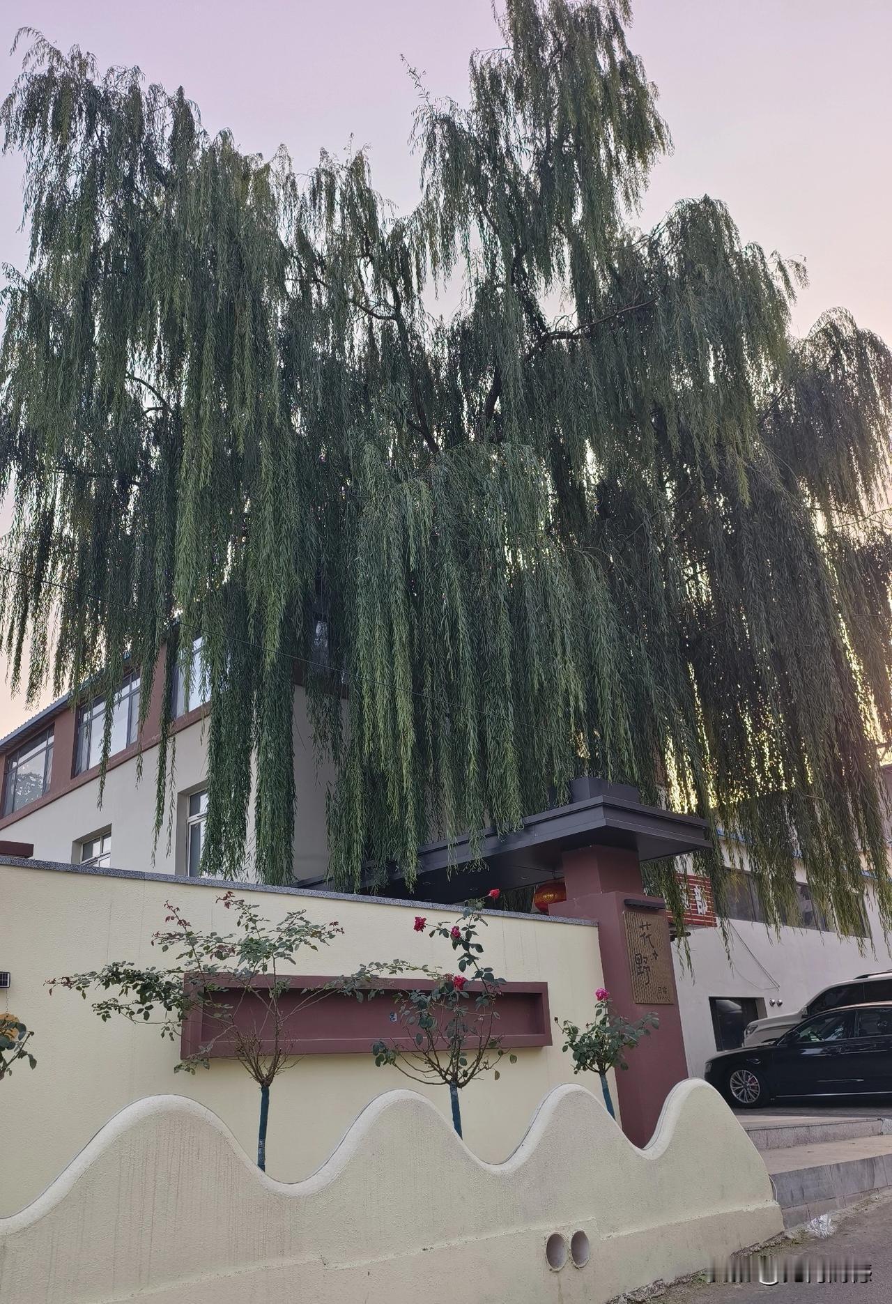 这棵大柳树，是颗标准的大垂柳，虽然气温已经降到0度以下，但是柳树的叶子并没有凋落