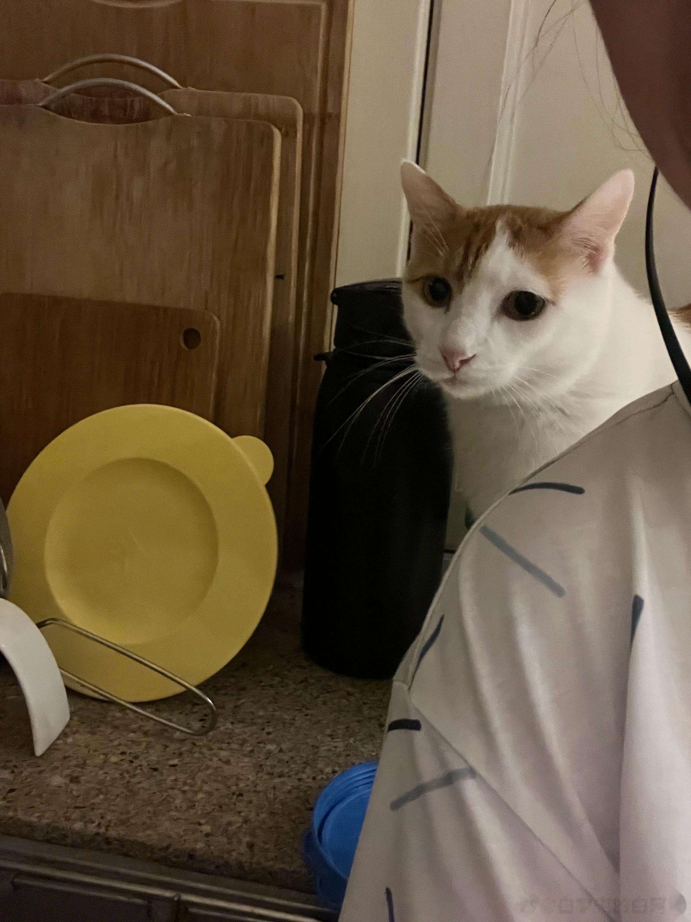 昨天晚上，我在给小猫刷碗，猴猴在背后一直看我。他也是够操心的，生怕我刷的不干净[
