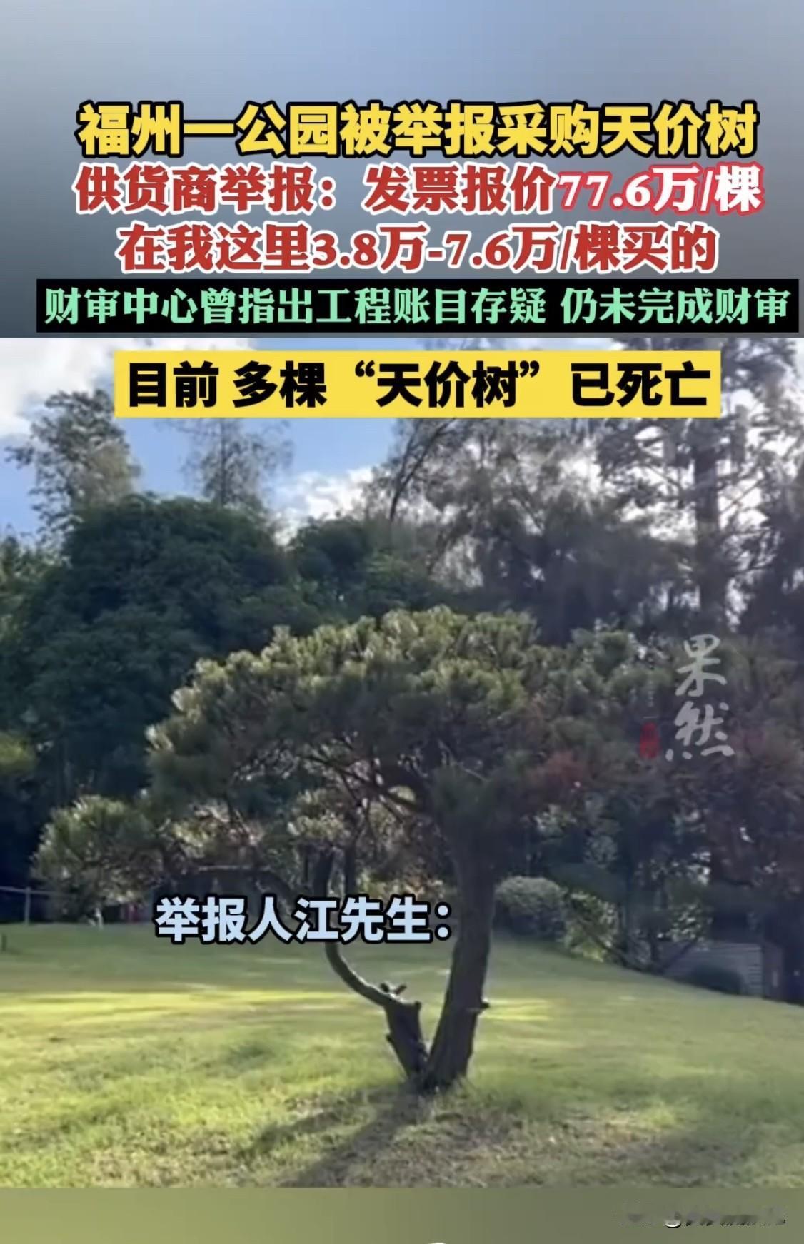 福州烟台山公园这“天价树”事件太离谱了！市民江先生举报，一棵黑松采购发票金额77