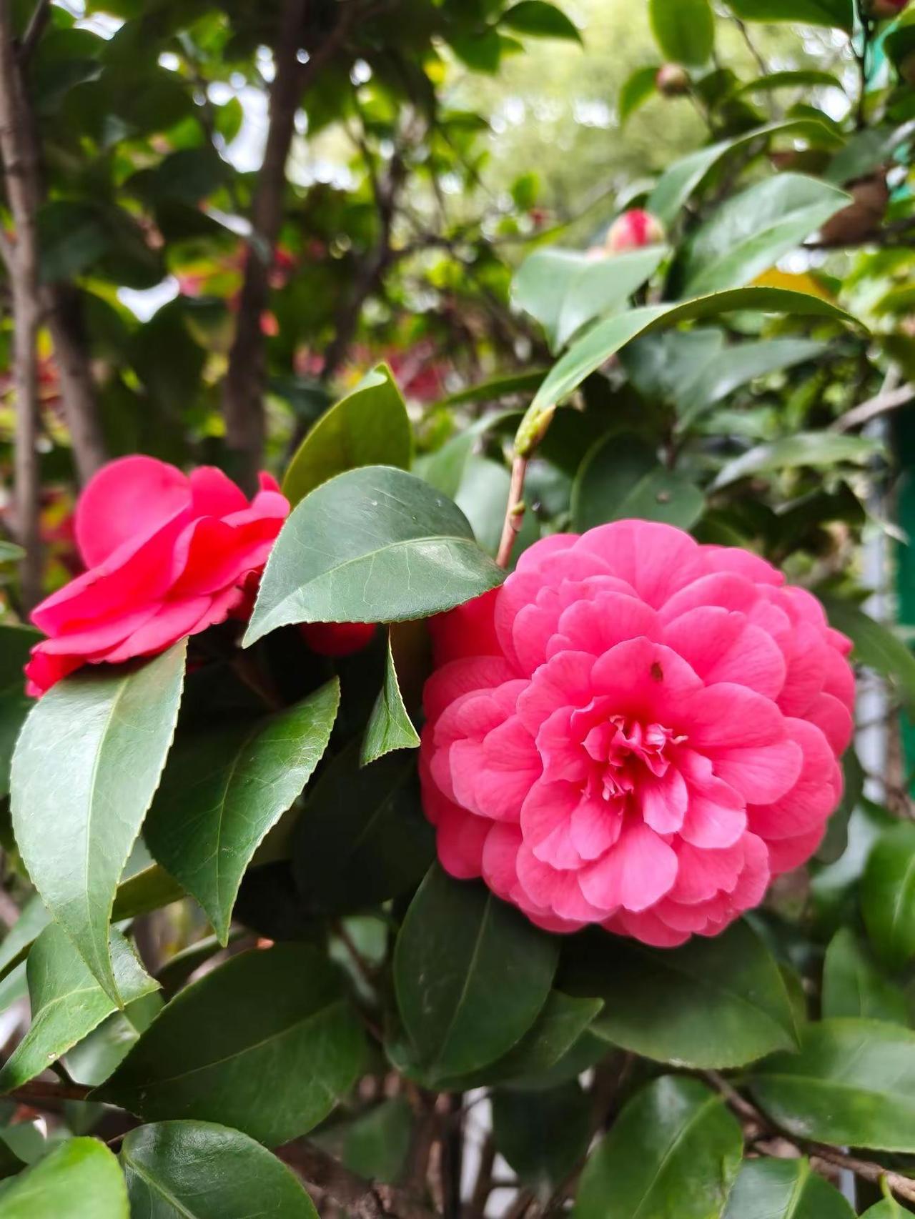 晒出你拍的花朵 用一张照片证明你是花友