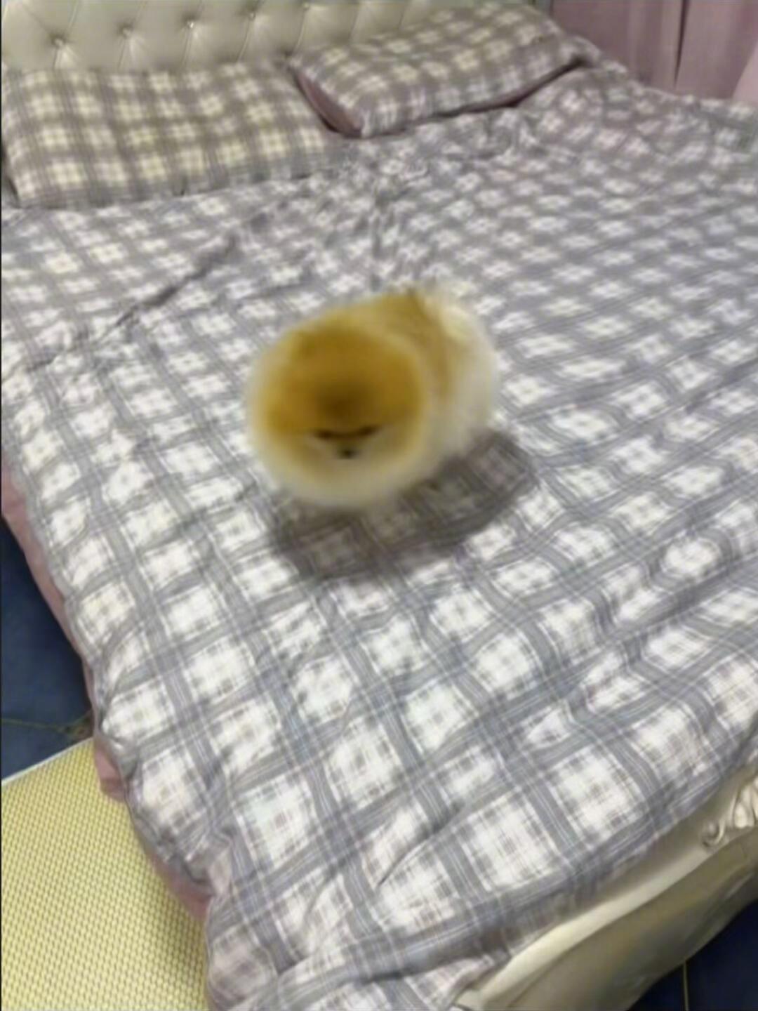 磁悬浮狗球 ​​​