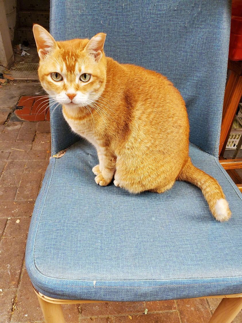 金灿灿的小橘...