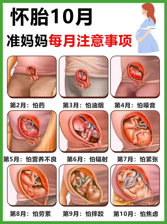 怀胎10月，每月注意事项