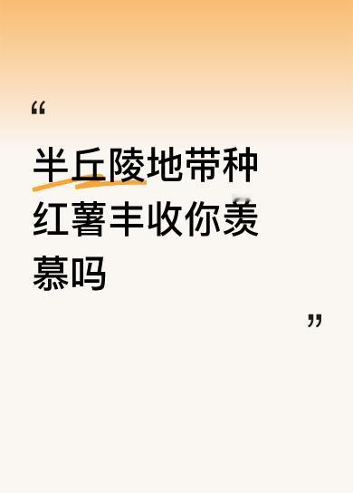 半丘陵地带种红薯丰收你羡慕吗