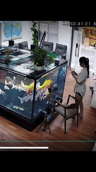 办公室放这么大的一个鱼缸？
原来是为了方便跳进去捞手机啊？[捂脸]