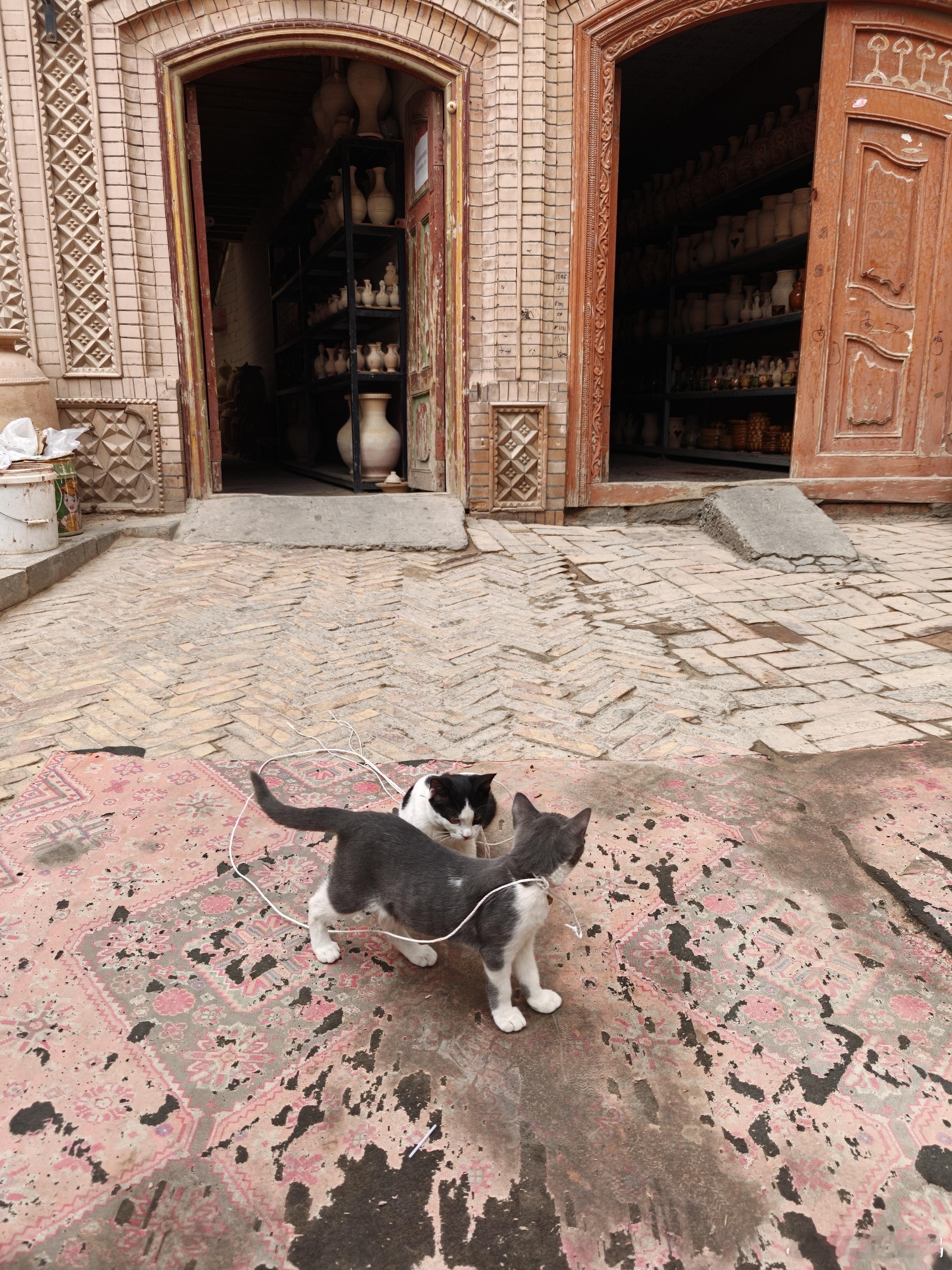新疆猫猫 
