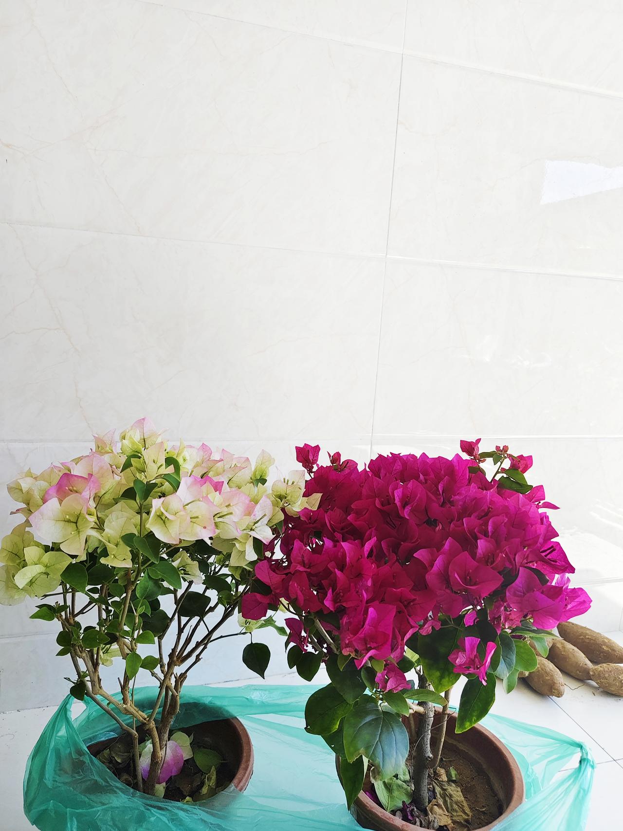 40元一盆“三角梅” 贵不贵？  91岁老妈对养三角梅情有独钟，家里阳台上永远放