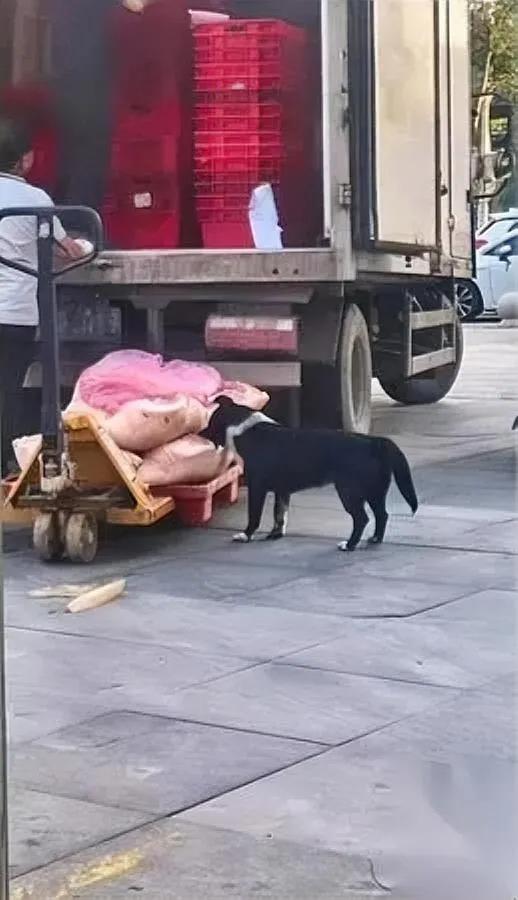 超市运猪肉的现场

看了真让人反胃

你敢信待上架的生鲜肉，居然被流浪狗凑上去啃