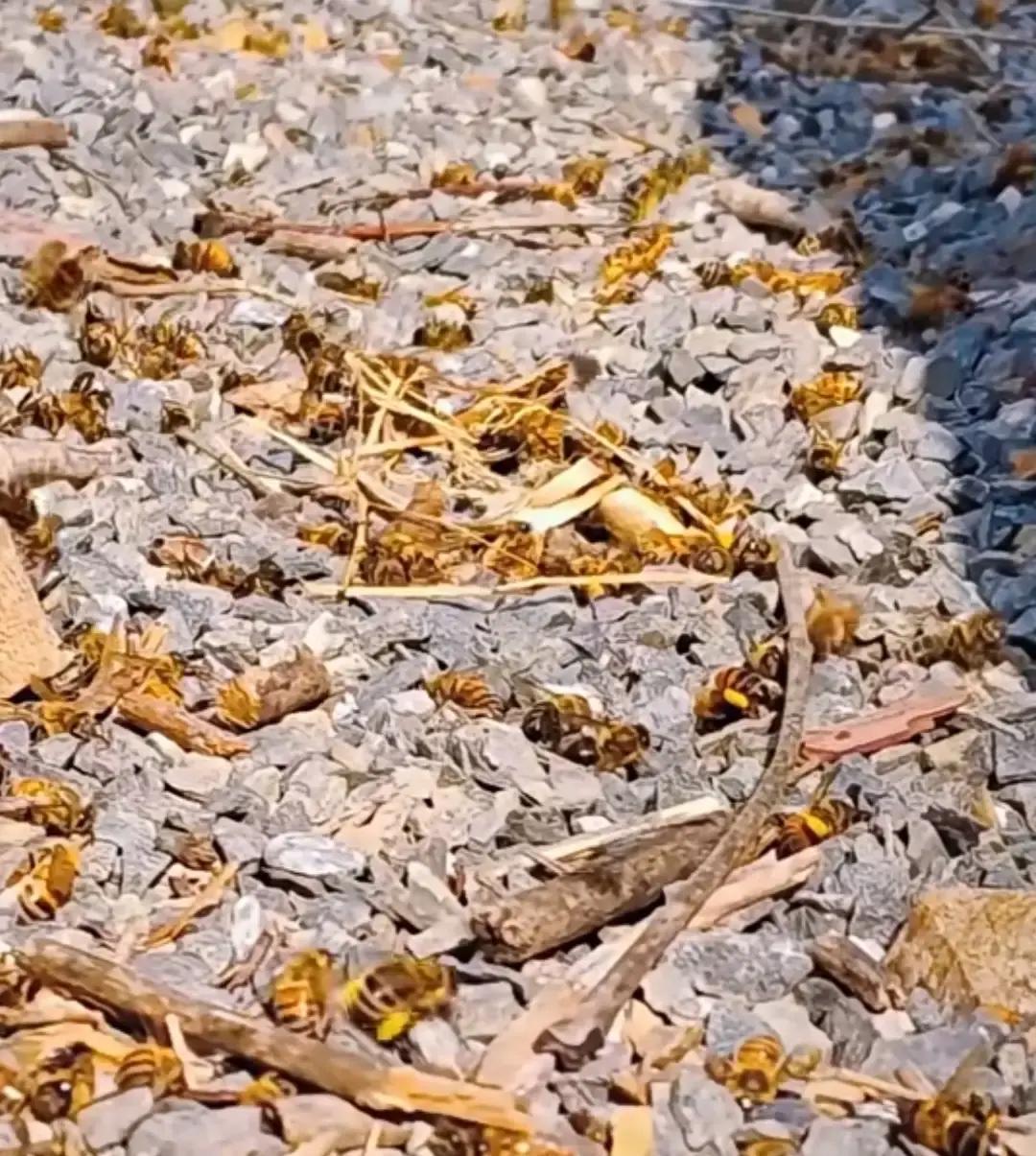 隔壁蜂农打开箱门，整个人都傻了。
一百多箱蜜蜂一夜之间全死了，黑压压地堆在地上，